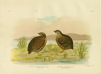 Codorniz de pantano de Tasmania, 1891
